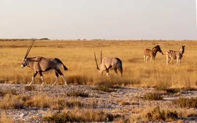 Orex and Zebras in grassland etosha national park Namibia